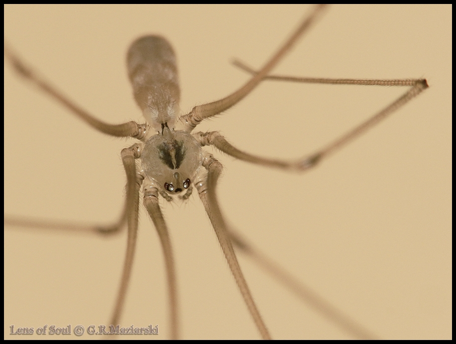 Lens of Soul: Nasosznik Trzęś