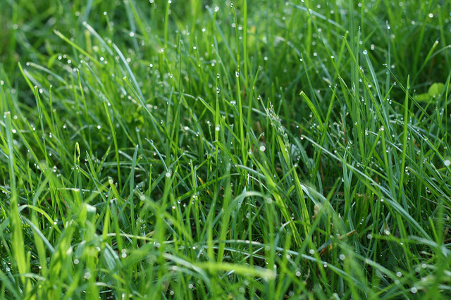 gm-free-scotland-ever-expanding-miracle-grass