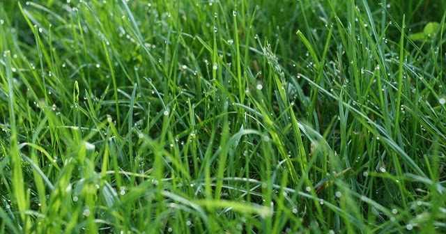 Turf Gro Lb Organic Natural Tree And Shrub Turf Gro Lb Organic Natural Tree And Shrub