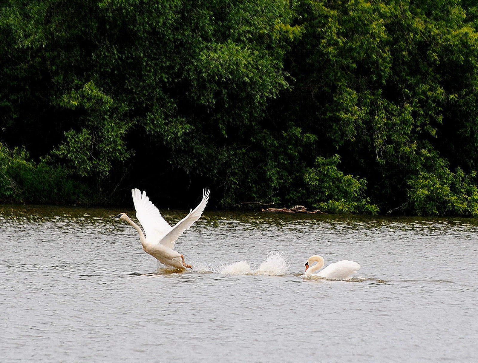 BARRY the BIRDER June 2013