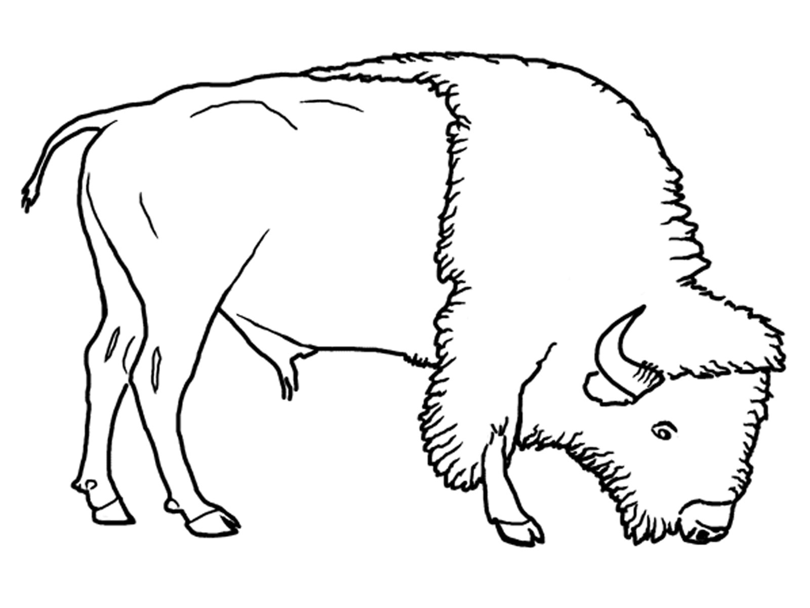 Bison Coloring Pages Bison Coloring Pages For Kids Realistic Coloring Pages
