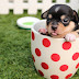 Tips for Feeding Your Puppy