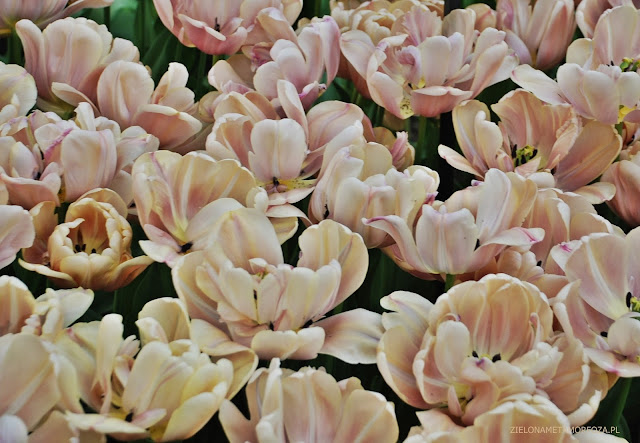 KEUKENHOF 2017, zielona metamorfoza.pl, tulipany odmiany