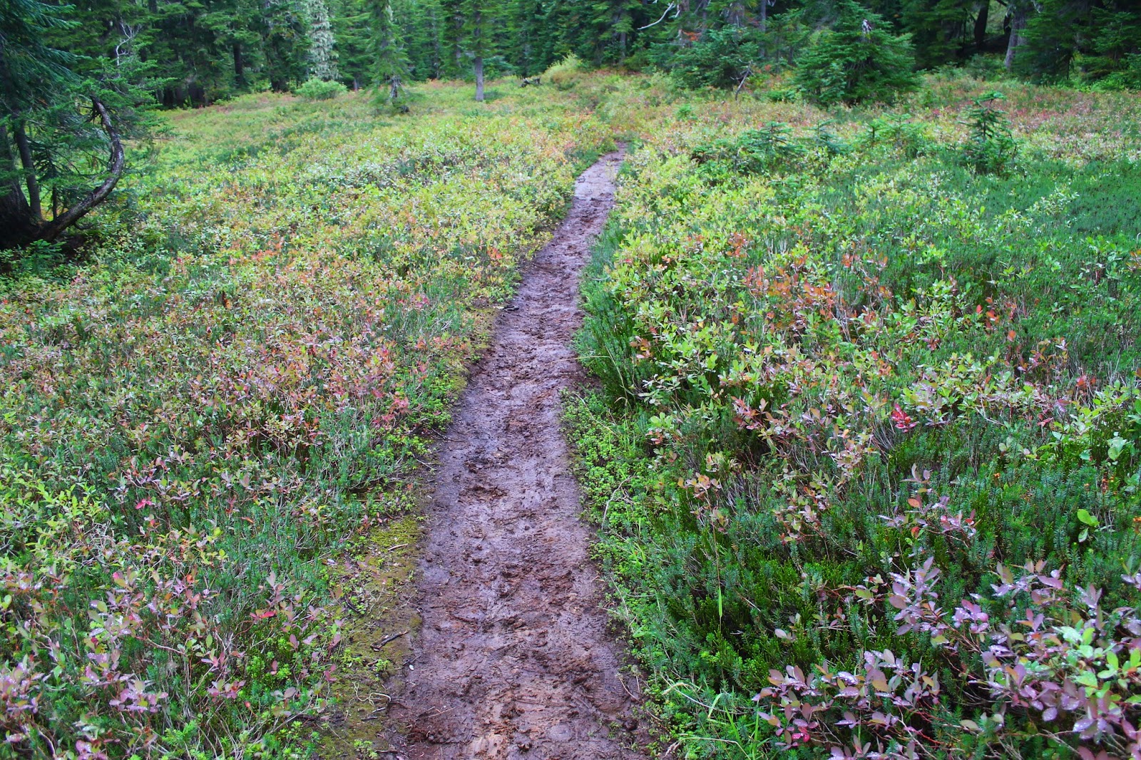 IN THESE WOODS DAY 159 MUD, RIVER CROSSINGS & MICA LAKE