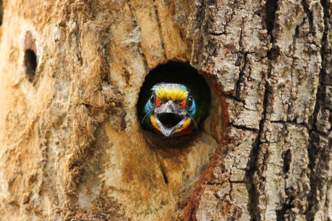 Mother Nature 42 Pictures Of Vibrant Animals National