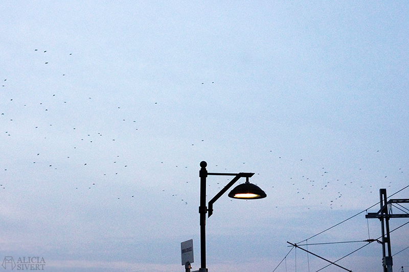 Halloween in Rosenhed, photo by Alicia Sivertsson.