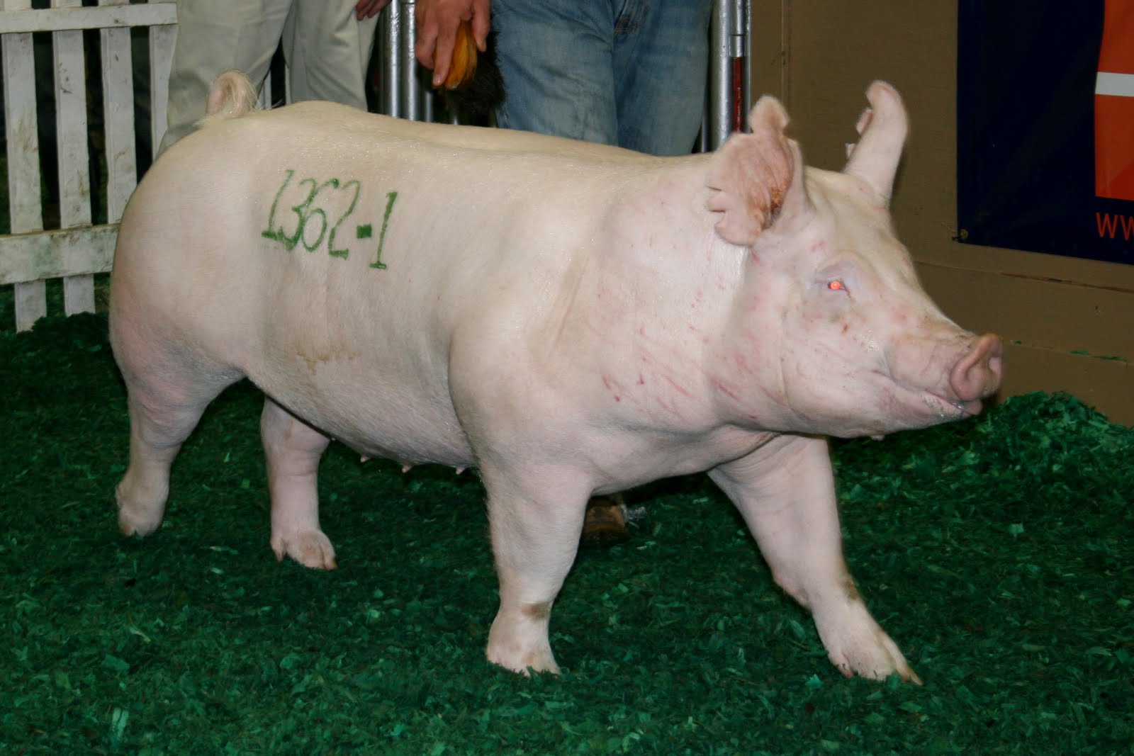 National Swine Registry 2011 STC Yorkshire Boar & Gilt Sale results