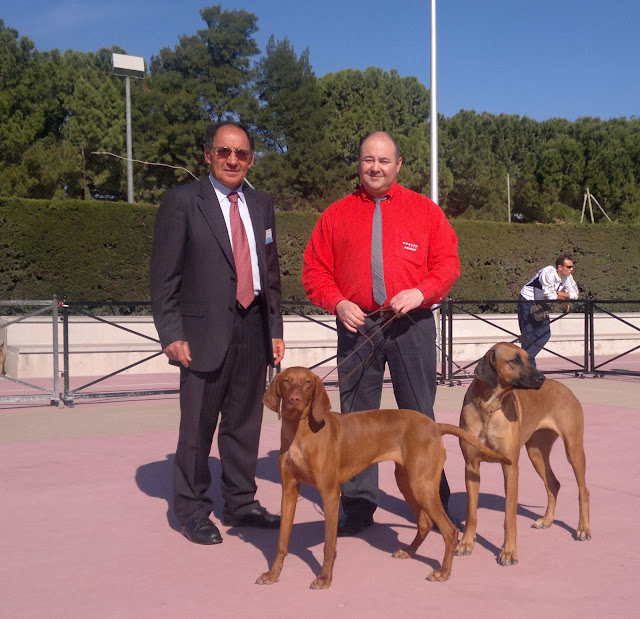 Vizsla Mimosa de La Muela de Cortes y Rhodesian Ridgeback Blondy de La Muela de Cortes