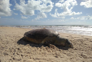 Tartaruga marinha gigante é encontrada morta em Barra de Gramame