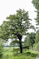 12tel Blick September, Pomponetti, Jahreslauf 12tel Blick September, Pomponetti, Jahreslauf