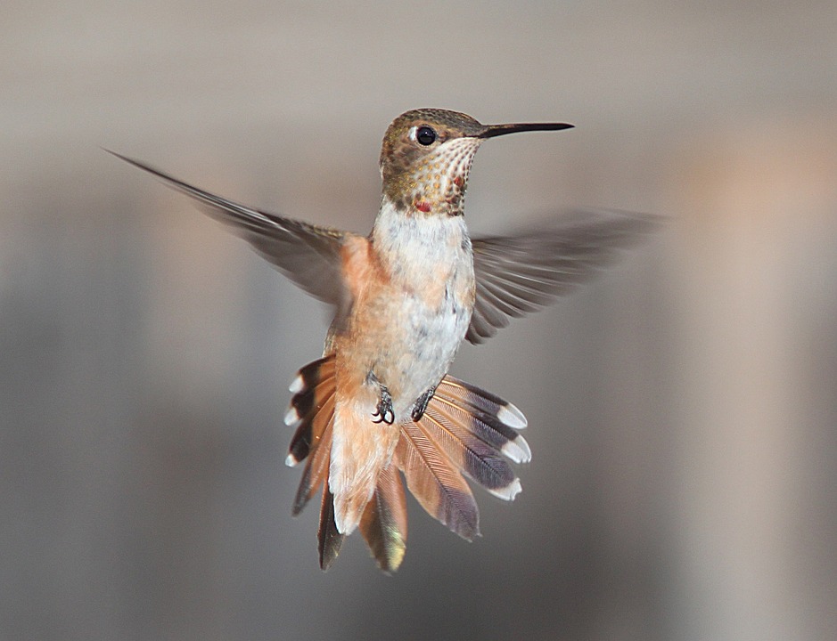 Feedthebirds 1 Getting A Hummingbird Out Of A Garage