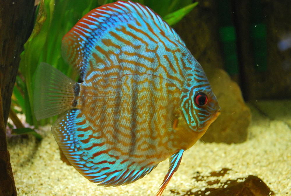 2. Discus Fish