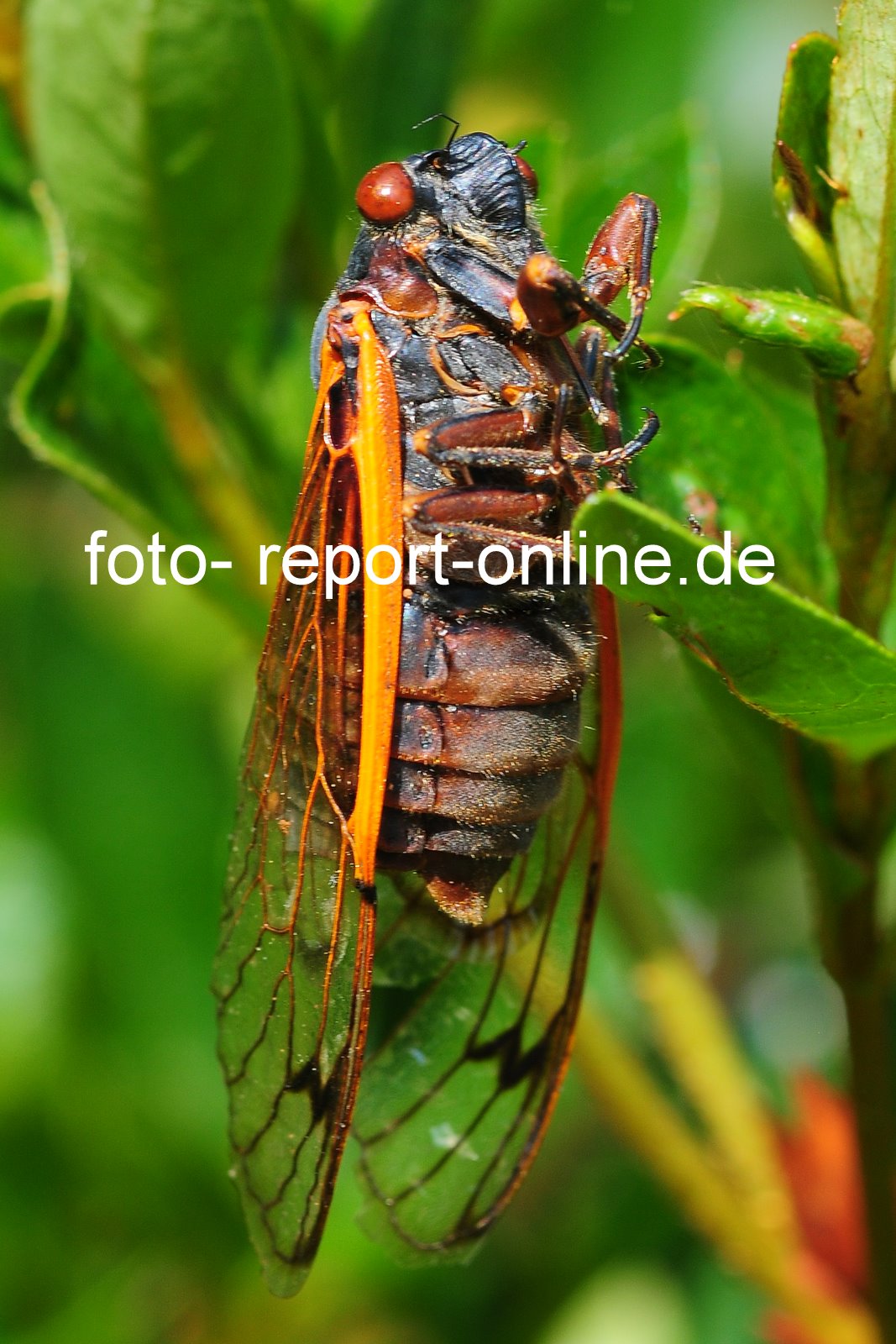 North Carolina Cicadas in North Carolina