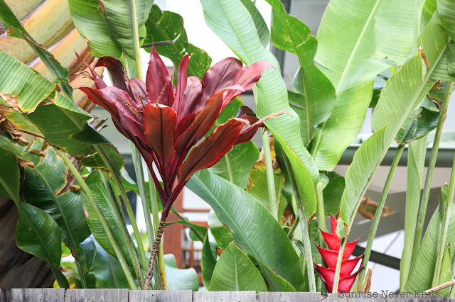 random,north shore,oahu,hawaii,beach house,beach shack,végétation tropicale,palmiers,bananiers,