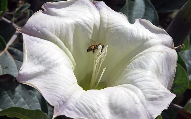 IMÁGENES DE ABEJAS EN FLORES - IMAGES OF BEES IN FLOWERS.