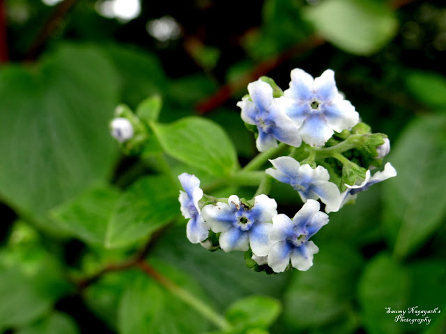 Kaas Plateau - Valley of Flowers