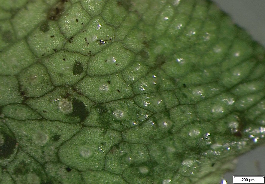 Collection Nonvascular Plants Specimen 13 Liverwort