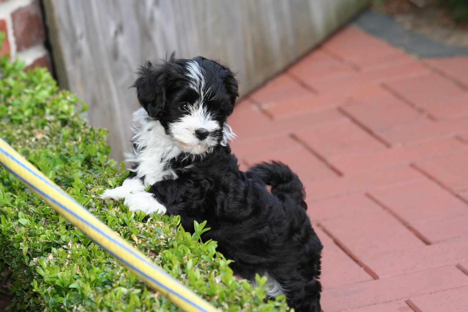 havanese Pedoro Havaneser