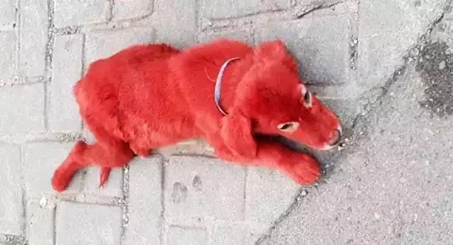 Κουτάβι βαμμένο με κόκκινη μπογιά βρέθηκε σε καταυλισμό στο Σχηματάρι Κουτάβι βαμμένο με κόκκινη μπογιά βρέθηκε σε καταυλισμό στο Σχηματάρι