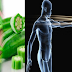 You Will Never Believe What OKRA Can Do To Your Body If You Eat It Every Day