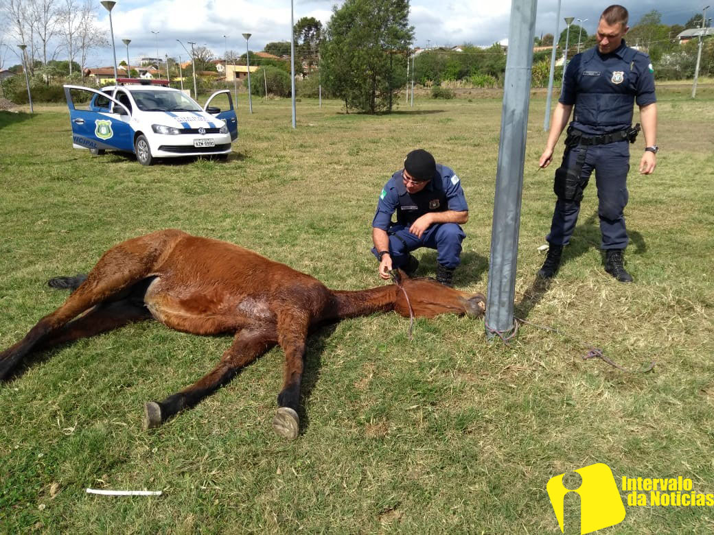 Cavalo se enforca com corda e é resgatado por moradores em SP