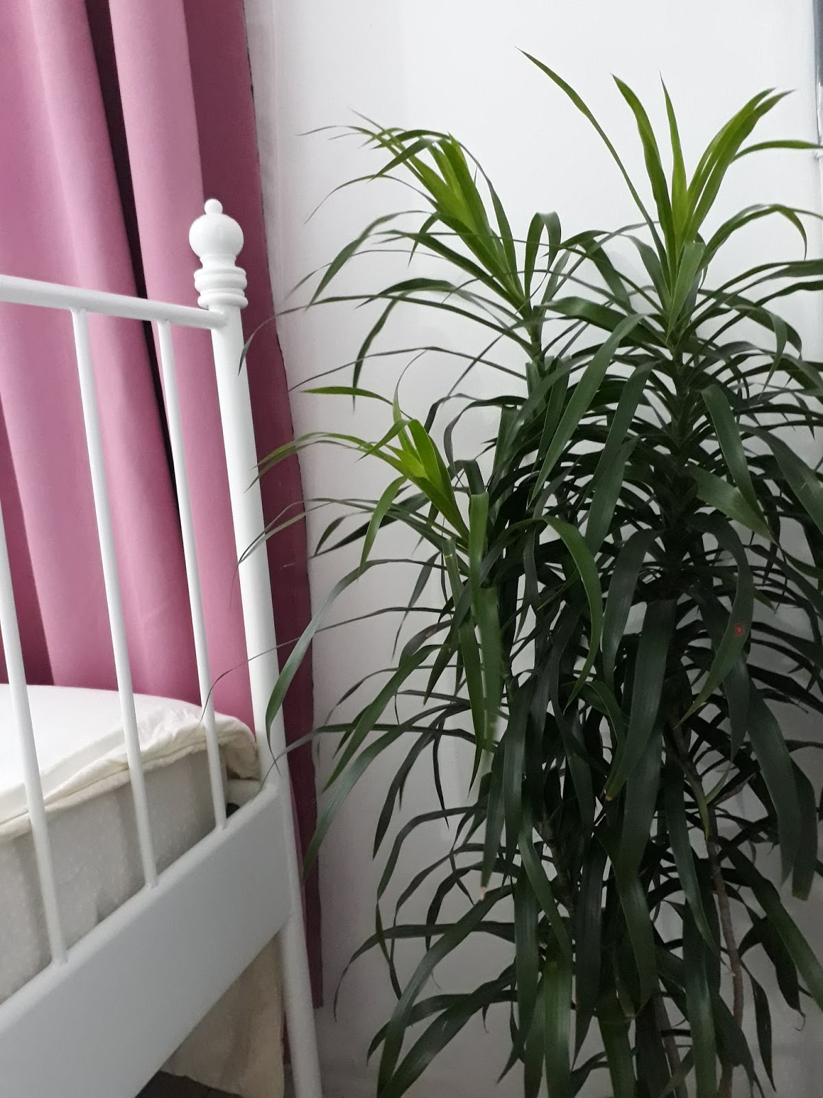 Pokok Mudah Jaga Sesuai Letak Indoor Outdoor Saya Letn Pasu Bunga Dalam Lain Yang Kaler Putih Tu Untuk Deko Pokok Hiasan Rumah Kita Just Bakul Atau Bekas