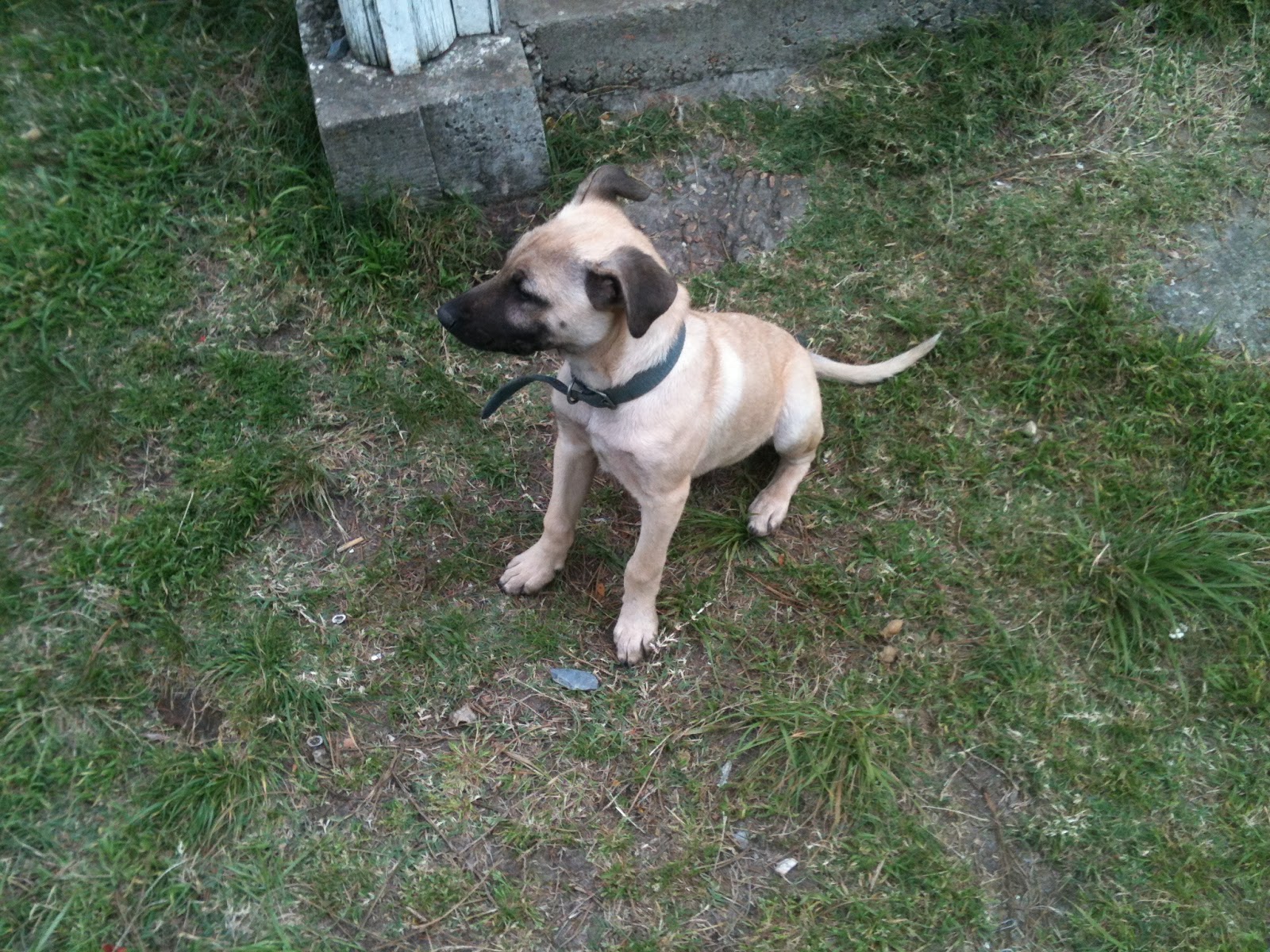 Kleiner Hund Sucht Neues Zuhause