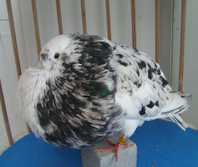 cropper- pouter - pigeons