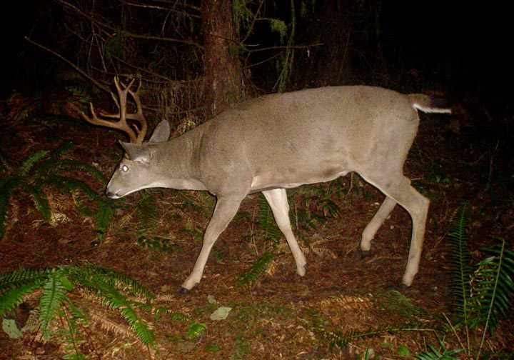 Game Camera Photo Logbook Still a few big Blacktail bucks around.