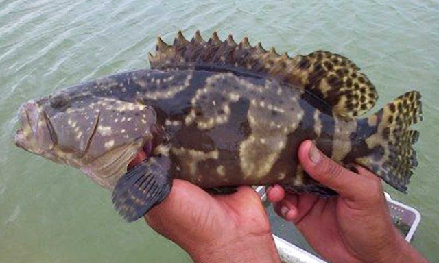 budidaya ikan kerapu