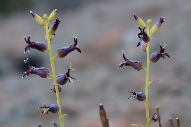 black flowers on a stem