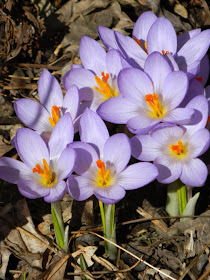 Pale blue crocus spring blooms Toronto Botanical Garden by garden muses-not another Toronto gardening blog 