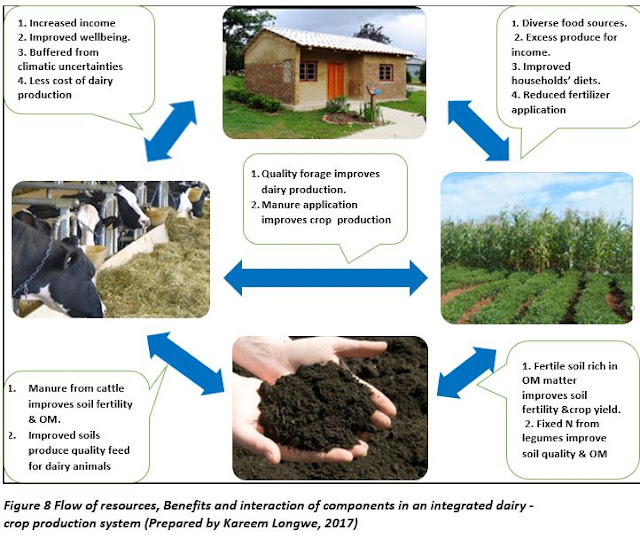 Advancing Sustainable Agriculture Dairy cattle Integrated with