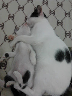 Thabby si Kucing memeluk Unyu