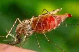 Малярийные комары, самка
