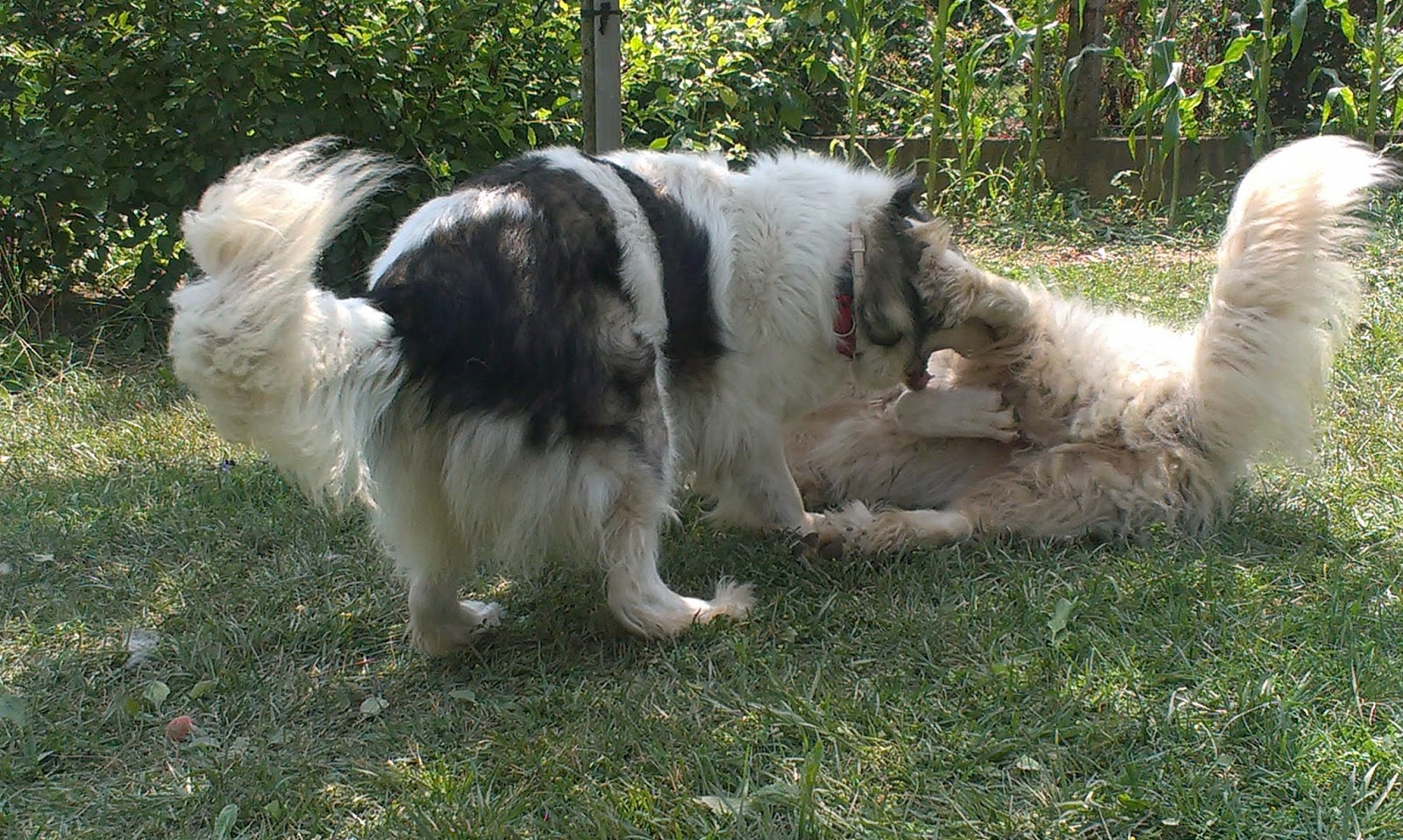 IMAG1748.jpg