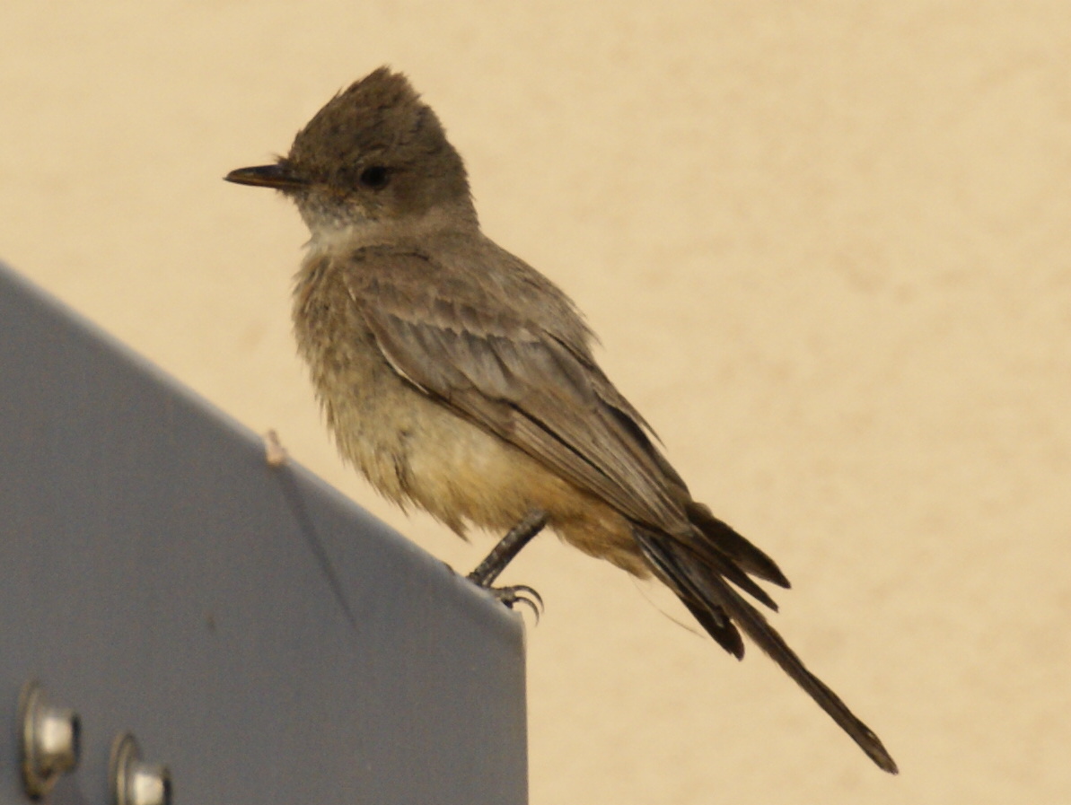 SE Texas Birding & Wildlife Watching Nevada & Utah Trip Las Vegas