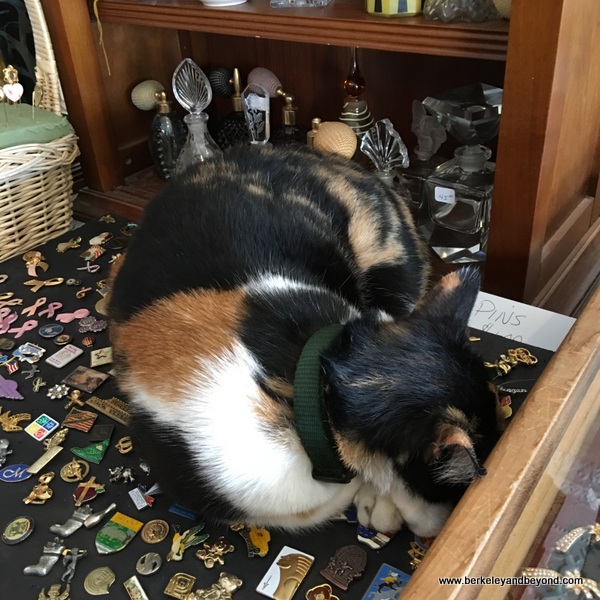 Ariat the cat at The Classy Flea antiques shop in Jamestown, CA Ariat the cat at The Classy Flea antiques shop in Jamestown, CA