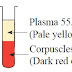 Process of blood circulation - Biological processes in human body