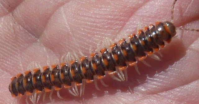 Springfield Plateau: Millipede at Ritter Springs