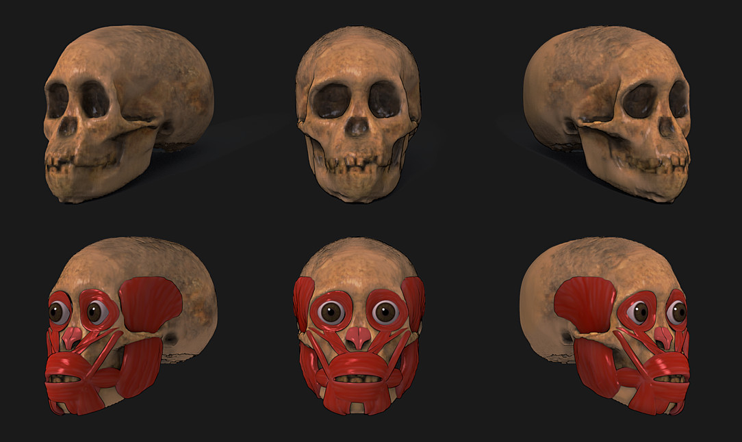 ATOR: Taung Project: 3D Forensic Facial Reconstruction