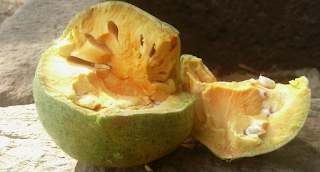 Aegle marmelos Indian bael,benefits Aegle marmelos Indian bael,benefits