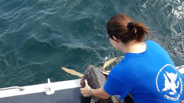 Capitaneria di Porto, liberato un esemplare di tartaruga caretta caretta