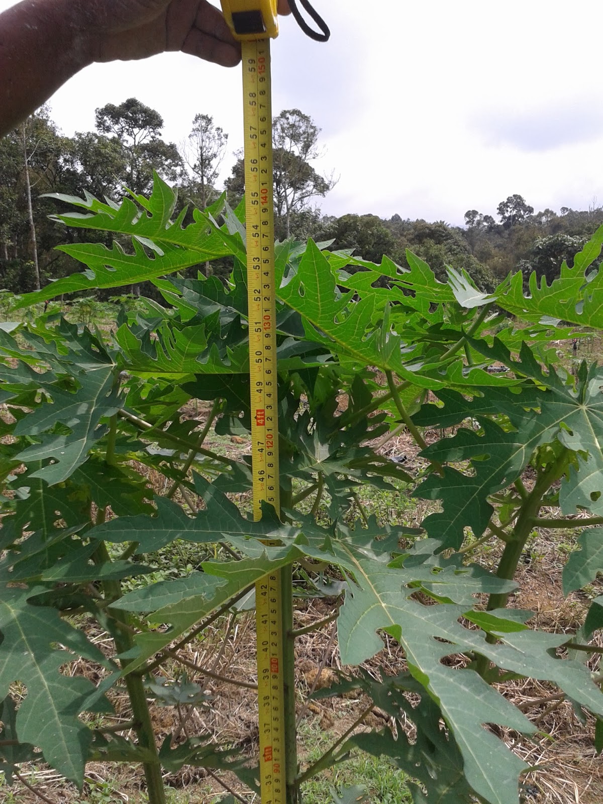 Eco Game Planting Papaya Trees
