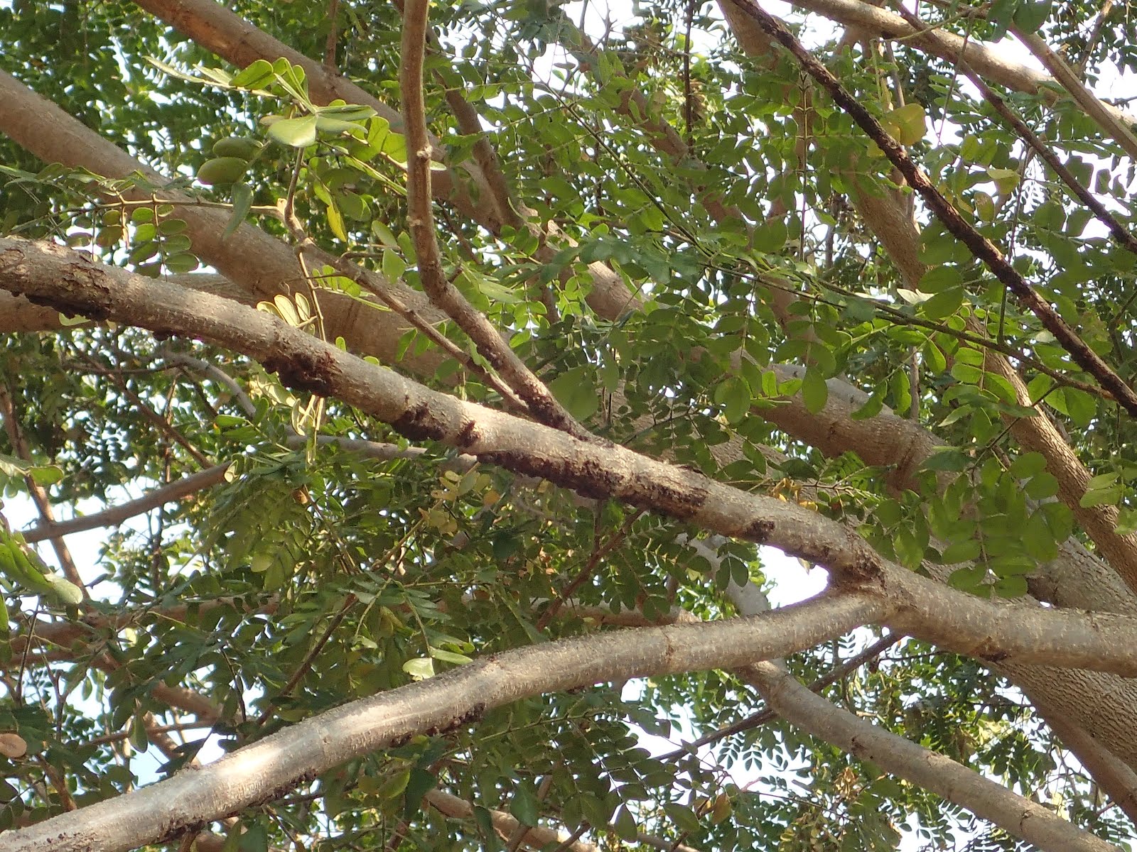 工藝素材研究所 タイのラック