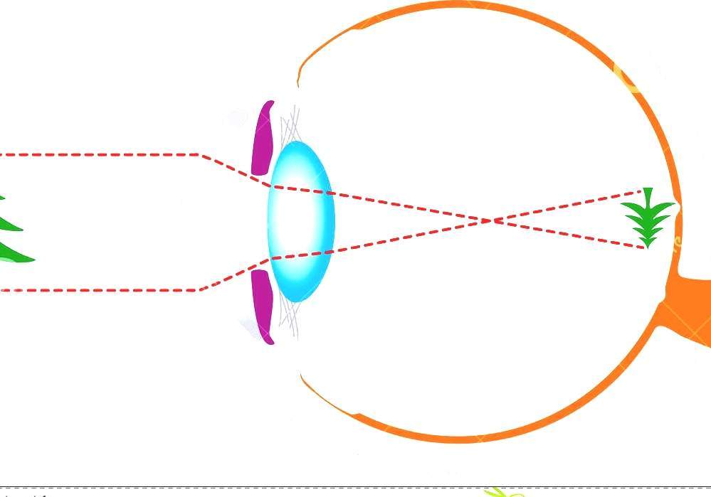 Optics And Vision Optics Of The Human Eye
