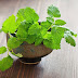 Mẹo dưỡng trắng da bằng lá bạc hà nhanh nhất