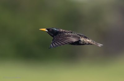 Very fast and quite far Common Starling towards the Milnerton golf Course