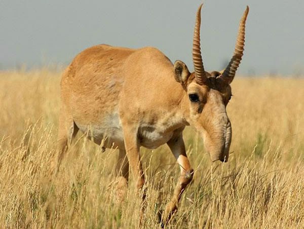 Animals You May Not Have Known Existed - The Saiga Antelope