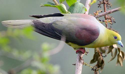 Indian birds - Photo of Wedge-tailed green pigeon - Treron sphenurus